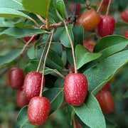 Goumi Seeds, Elaeagnus multiflora
