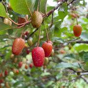 Goumi Seeds, Elaeagnus multiflora