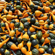 Orange Black Ornamental Gourd Seeds