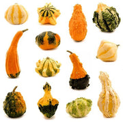 Spiny Gourd Thorn Gourd Seeds