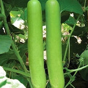 Green Bottle Gourd Seeds
