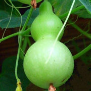 Green Birdhouse Gourd Seeds