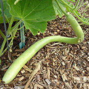 Green Cucuzzi Gourd Seeds