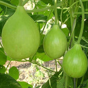 Apple Gourd Seeds