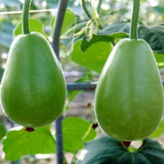 Apple Gourd Seeds