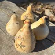 Banjo Gourd Seeds