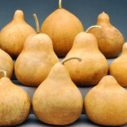 Banjo Gourd Seeds