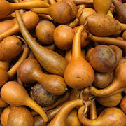 Banjo Gourd Seeds