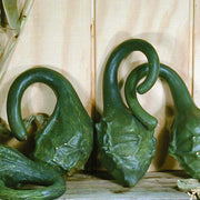Caveman's Club Gourd Seeds
