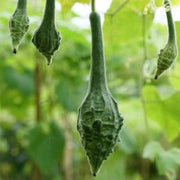 Caveman's Club Gourd Seeds