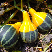Goblin Eggs Gourd Seeds