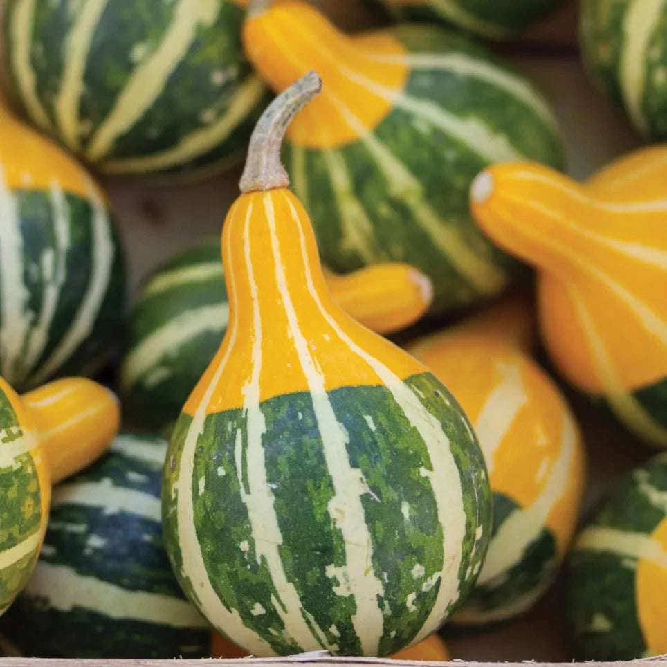 Goblin Eggs Gourd Seeds