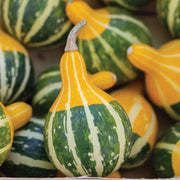 Goblin Eggs Gourd Seeds