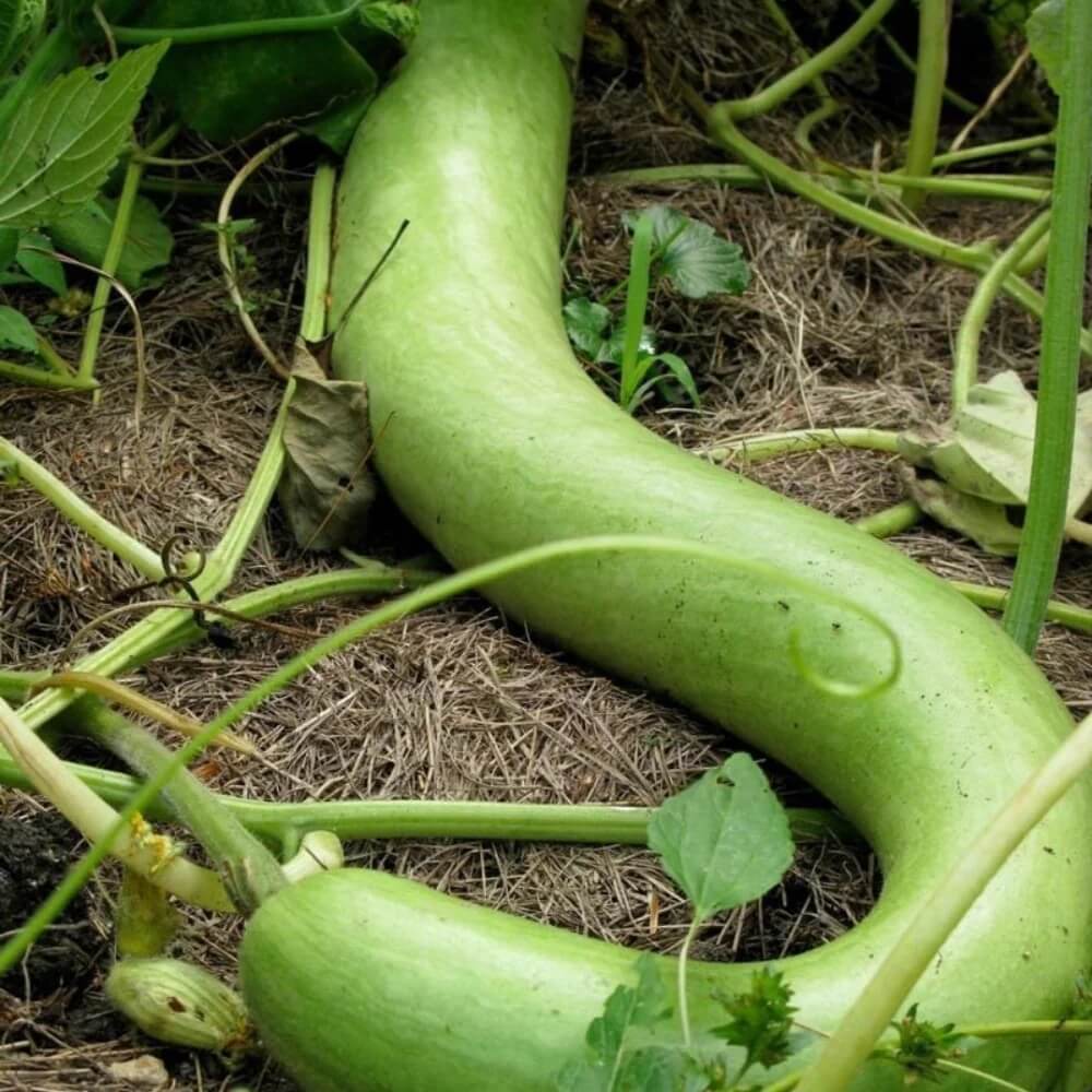 Green Cucuzzi Gourd Seeds