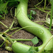 Green Cucuzzi Gourd Seeds