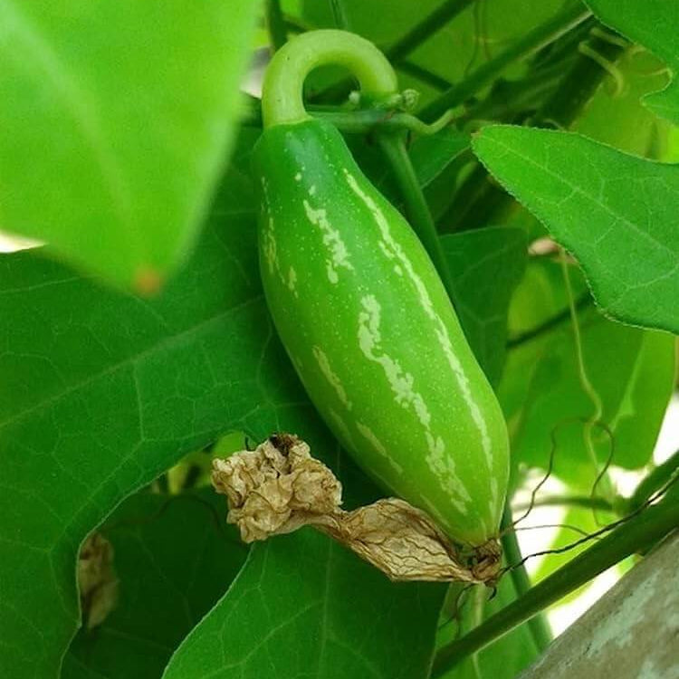 Ivy Gourd Seeds