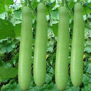 Long Collins Gourd Seeds
