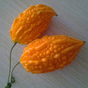Orange Bitter Gourd Seeds