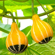 Orange Black Ornamental Gourd Seeds