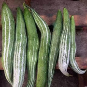 Thai Short Snake Gourd Seeds