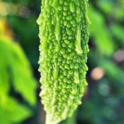 Bitter Melon Gourd Seeds