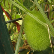 Green Wooly Bear Gourd Seeds