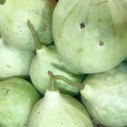White Bottle Gourd Seeds