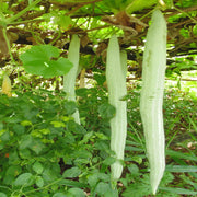 White Long Snake Gourd Seeds