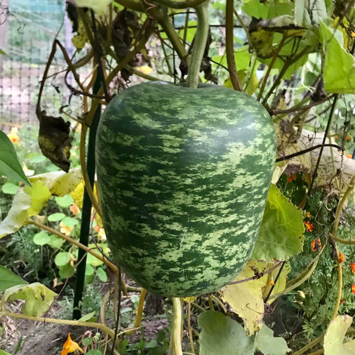 Green Gourd Seeds