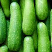 Hairy Gourd Seeds