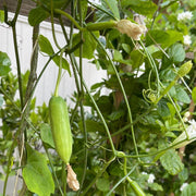 Gourd Seeds - All In One For Home Gardens
