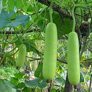 Gourd Seeds - All In One For Home Gardens