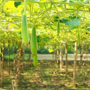 Gourd Seeds - All In One For Home Gardens