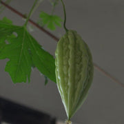 Arka Harit Gourd Seeds