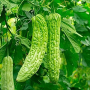 Bitter Melon Gourd Seeds