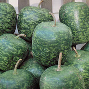 Green Gourd Seeds