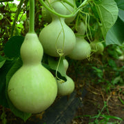 Green Birdhouse Gourd Seeds