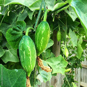 Ivy Gourd Seeds