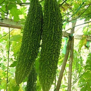 Long Bitter Gourd Seeds