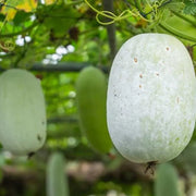 Melon Gourd Seeds