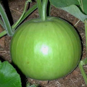 Round Bottle Gourd Seeds