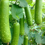 Splorias Bottle Gourd Seeds