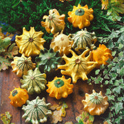 Thorn Gourd Seeds