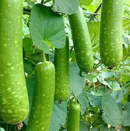 Vietnamese Gourd Seeds