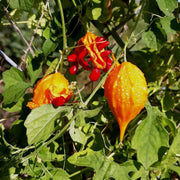 Yellow Bitter Gourd Seeds