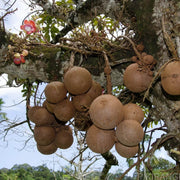 Cannonball Gourd Seeds