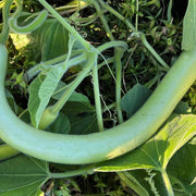 Cucuzzi YEGAOL Gourd Seeds