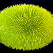 Green Wooly Bear Gourd Seeds