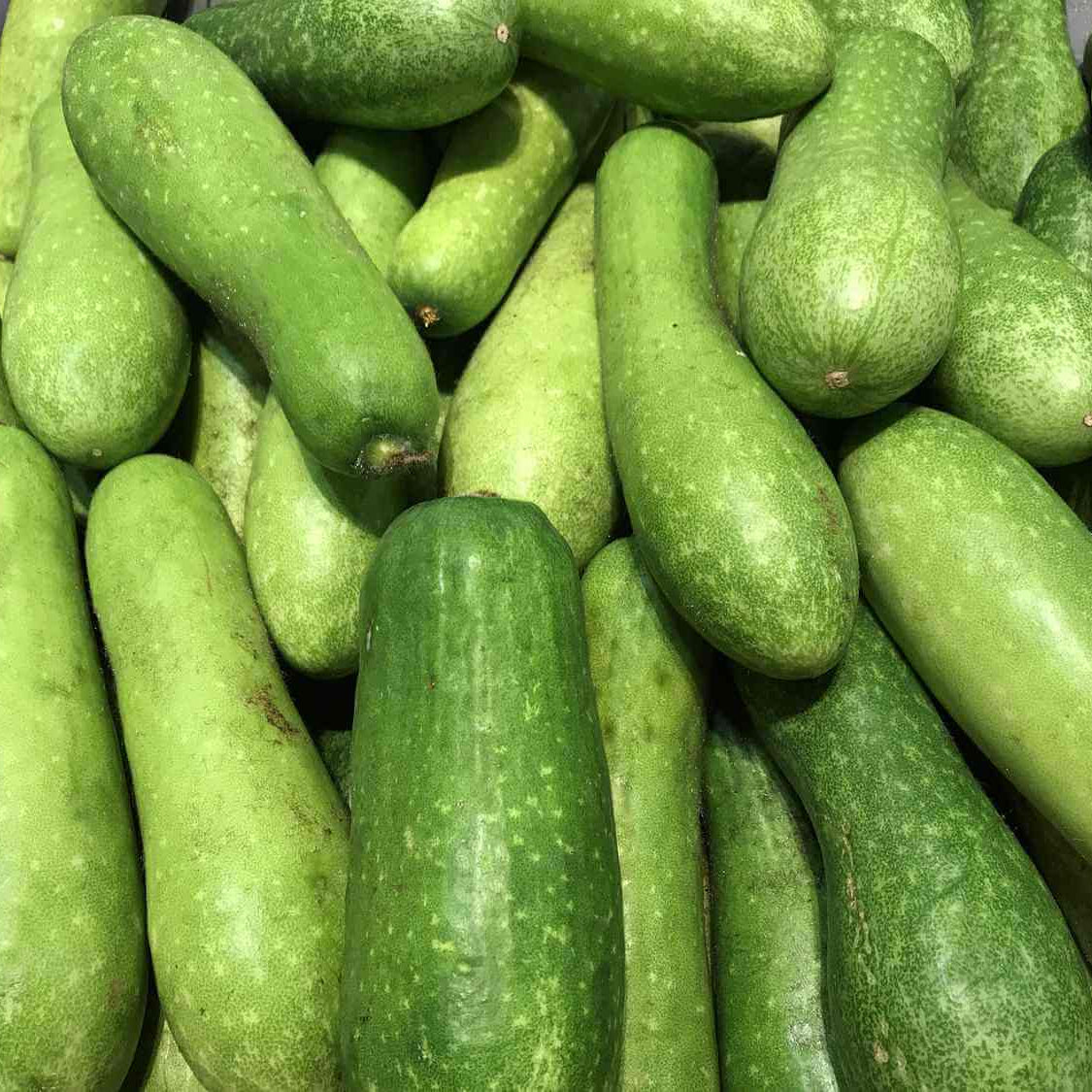 Hairy Gourd Seeds
