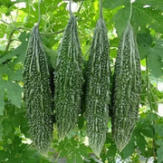 Long Bitter Gourd Seeds